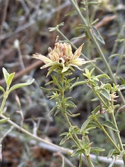 Monardella mojavensis