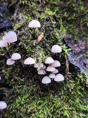 Mycena