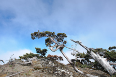 Juniperus squamata
