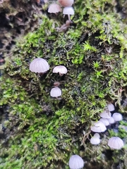 Mycena