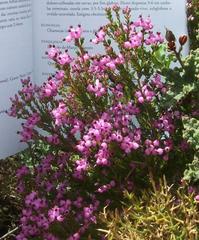 Erica umbellata
