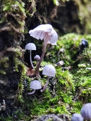 Mycena
