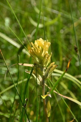 Castilleja