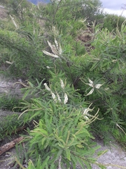 Eysenhardtia polystachya