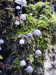 Mycena