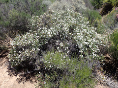 Ruschia multiflora