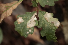 Tischeria ekebladella