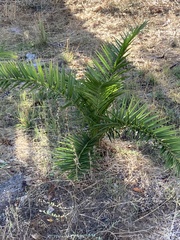 Phoenix canariensis
