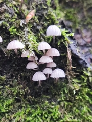 Mycena