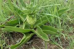 Eucomis autumnalis