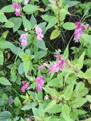 Impatiens glandulifera