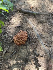 Desarmillaria tabescens