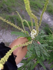 Eysenhardtia polystachya