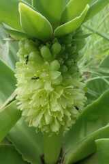 Eucomis autumnalis