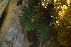 Polypodium glycyrrhiza