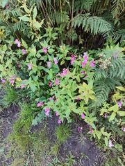 Impatiens glandulifera
