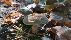 Xerocomellus chrysenteron