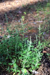 Chenopodium striatiforme