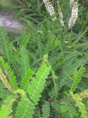 Eysenhardtia polystachya