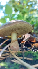 Xerocomellus chrysenteron