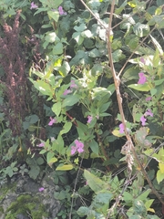 Impatiens glandulifera