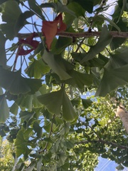 Ginkgo