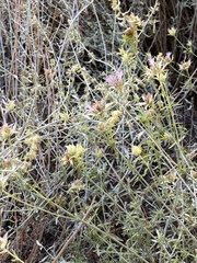 Monardella mojavensis