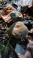 Xerocomellus chrysenteron