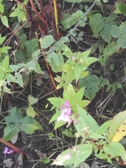 Impatiens glandulifera