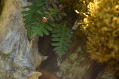 Polypodium glycyrrhiza