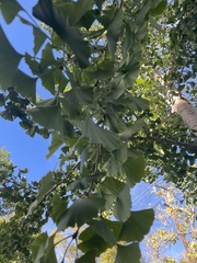 Ginkgo