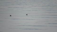 Cerorhinca monocerata