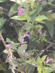 Impatiens glandulifera