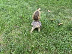 Sciurus niger
