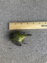 Spinus psaltria