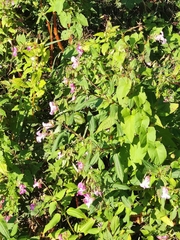 Impatiens glandulifera