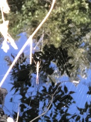 Tetragnatha laboriosa