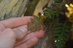 Polypodium glycyrrhiza