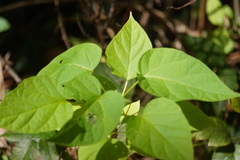 Catalpa