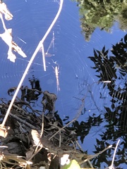 Tetragnatha laboriosa
