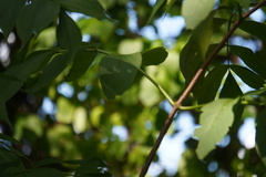 Sambucus canadensis