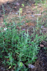 Chenopodium striatiforme