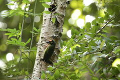 Psilopogon haemacephalus