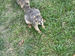 Sciurus niger