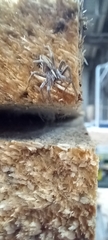 Pisaura mirabilis