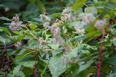 Mikania scandens