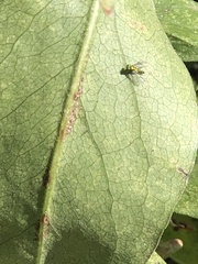 Condylostylus caudatus