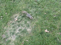 Sciurus niger