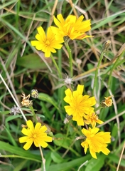 Scorzoneroides autumnalis