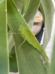 Tettigoniidae